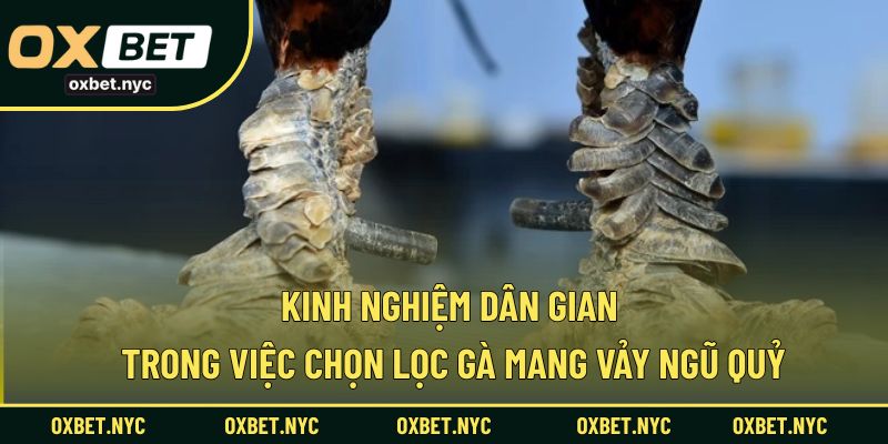 Bí quyết chọn lọc chiến kê mang vảy ngũ quỷ theo dân gian