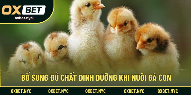Bổ sung đủ chất dinh dưỡng khi nuôi gà con