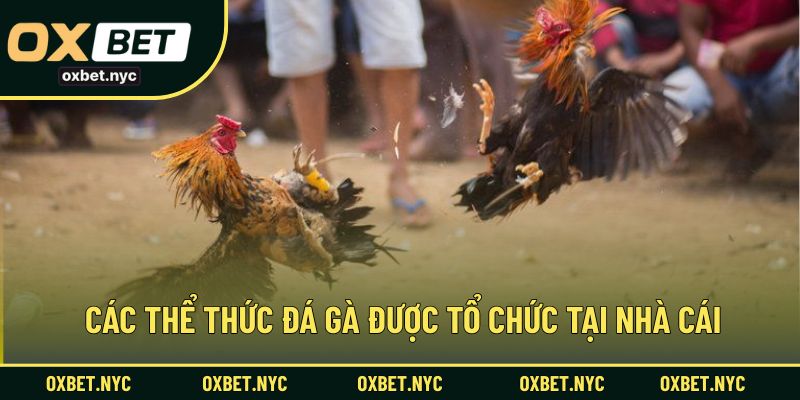 Các thể thức đá gà được tổ chức tại nhà cái
