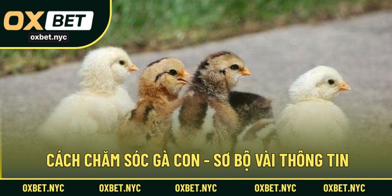 Cách chăm sóc gà con - Sơ bộ vài thông tin