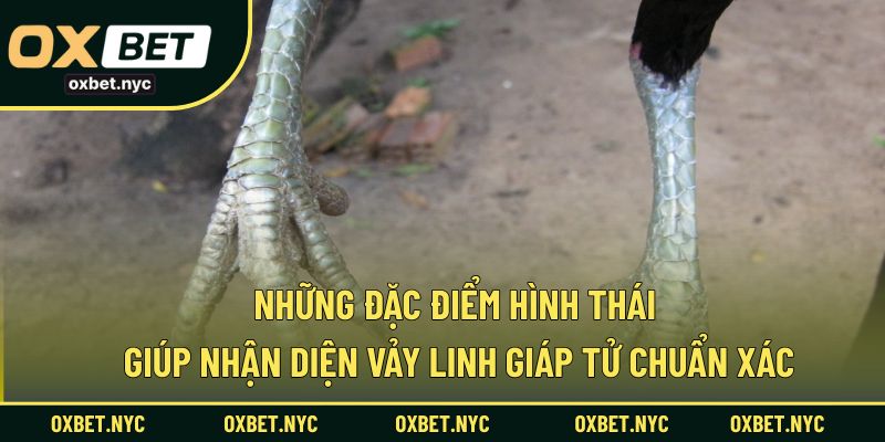 Cách nhận biết dễ dàng thông qua đặc điểm ngoại hình