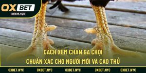 Cách Xem Chân Gà Chọi - Chuẩn Xác Cho Người Mới Và Cao Thủ