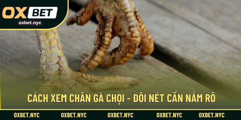 Cách xem chân gà chọi - Đôi nét cần nắm rõ