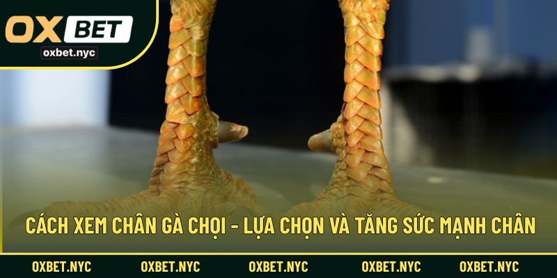 Cách xem chân gà chọi - Lựa chọn và tăng sức mạnh chân