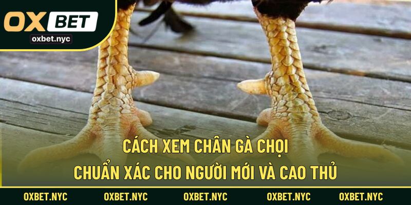 Cách Xem Chân Gà Chọi - Chuẩn Xác Cho Người Mới Và Cao Thủ