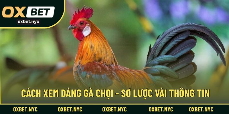Cách xem dáng gà chọi - Sơ lược vài thông tin