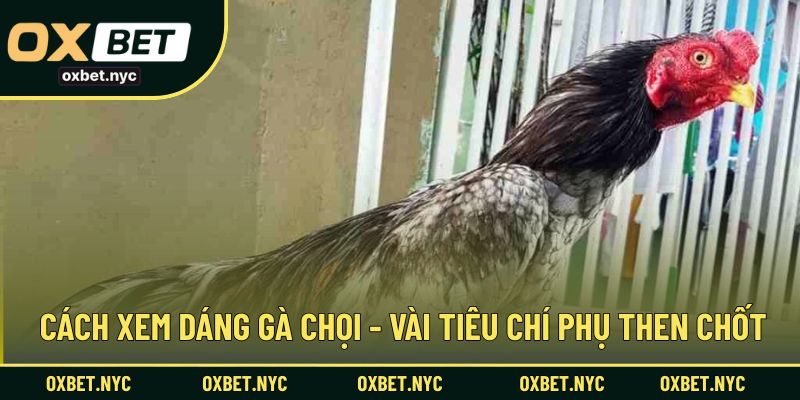 Cách xem dáng gà chọi - Vài tiêu chí phụ then chốt