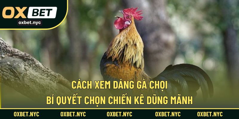Cách Xem Dáng Gà Chọi - Bí Quyết Chọn Chiến Kê Dũng Mãnh