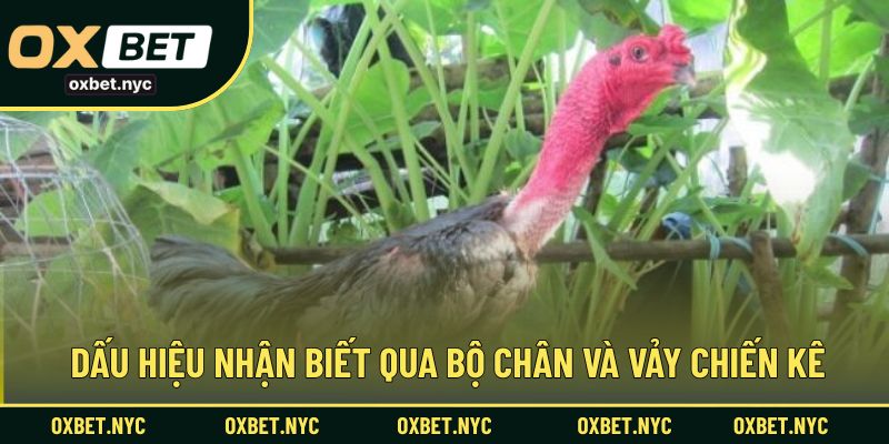 Dấu hiệu nhận biết qua bộ chân và vảy chiến kê