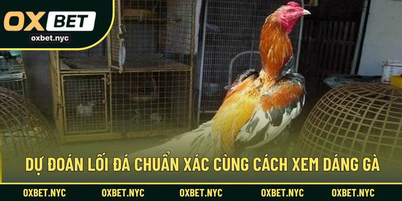 Dự đoán lối đá chuẩn xác cùng cách xem dáng gà
