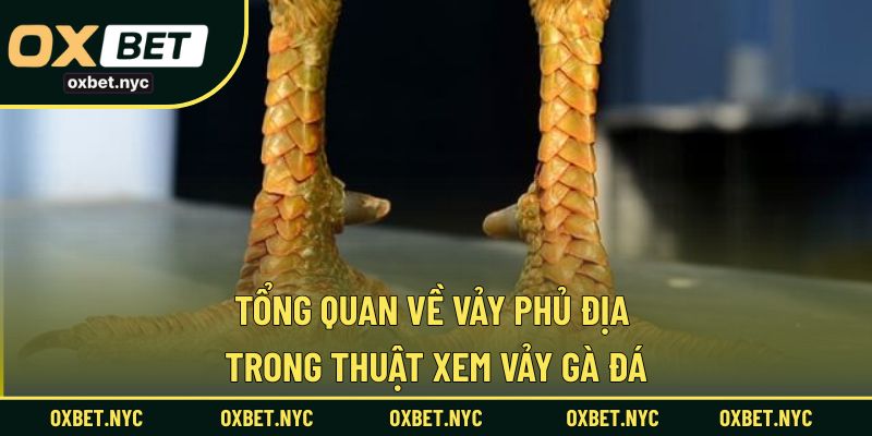 Khám phá về vảy phủ địa trong nghệ thuật xem gà đá
