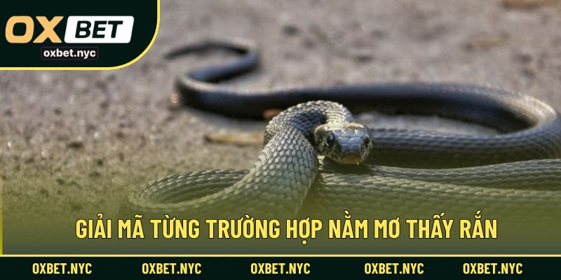 Luận giải chi tiết các trường hợp mơ thấy rắn phổ biến nhất