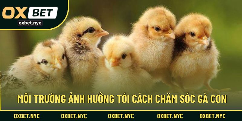 Môi trường ảnh hưởng tới cách chăm sóc gà con