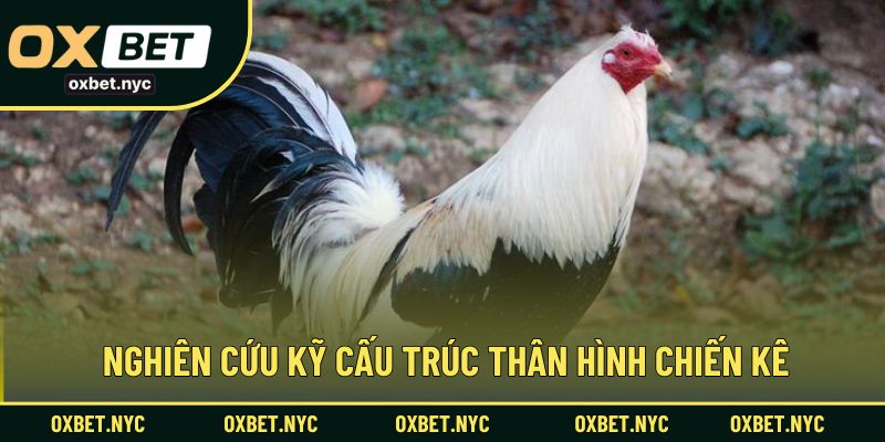 Nghiên cứu kỹ cấu trúc thân hình chiến kê