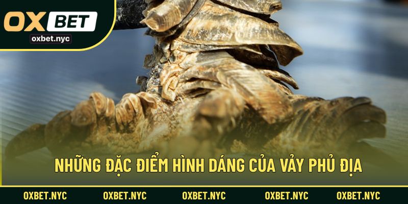 Nhận diện những đặc điểm nổi bật của vảy gà phủ địa