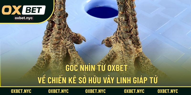 Nhận định từ nhà cái về gà chiến sở hữu vảy linh giáp tử