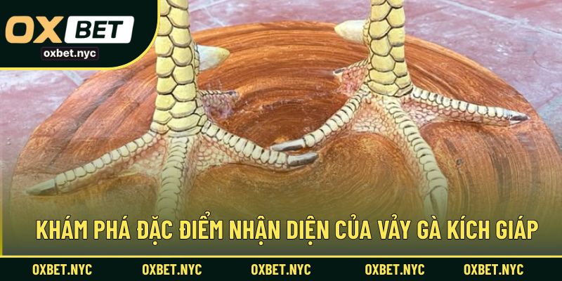 Những dấu hiệu đặc trưng để nhận biết vảy gà kích giáp trong thực tế