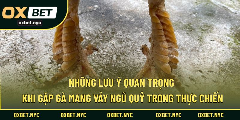 Những điều cần lưu tâm khi đối đầu hoặc sở hữu gà có vảy ngũ quỷ