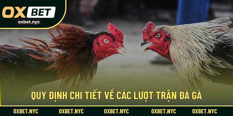 Quy định chi tiết về các lượt trận đá gà