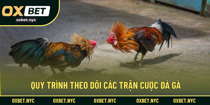 Quy trình theo dõi các trận cược đá gà