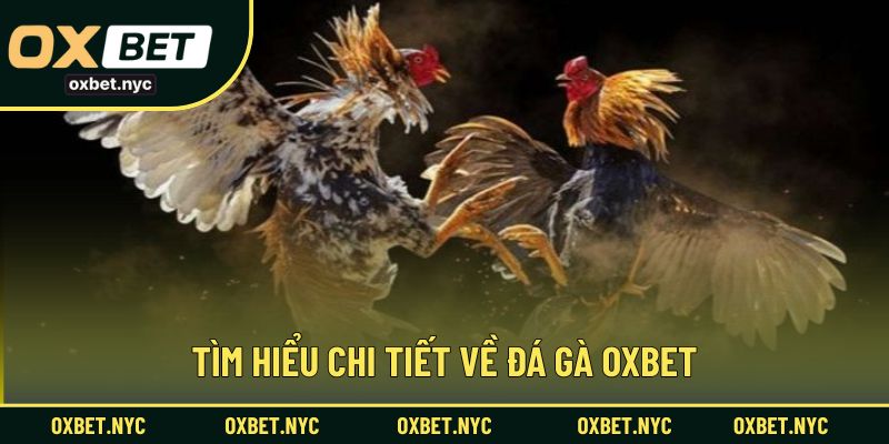 Tìm hiểu chi tiết về đá gà OXBET