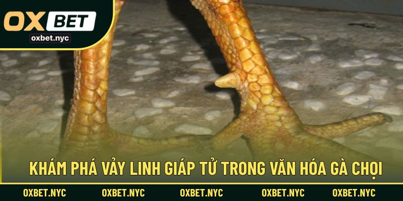 Tìm hiểu về vảy linh giáp tử trong giới gà đá truyền thống