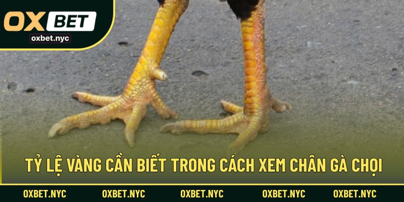 Tỷ lệ vàng cần biết trong cách xem chân gà chọi