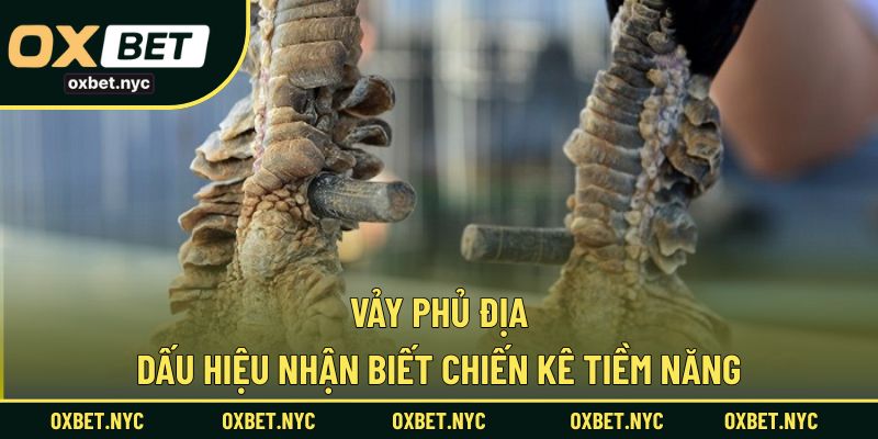 Vảy Phủ Địa – Dấu Hiệu Nhận Biết Chiến Kê Tiềm Năng