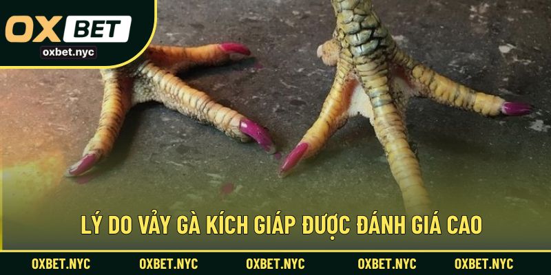Vì sao vảy gà kích giáp luôn được các sư kê đánh giá cao?