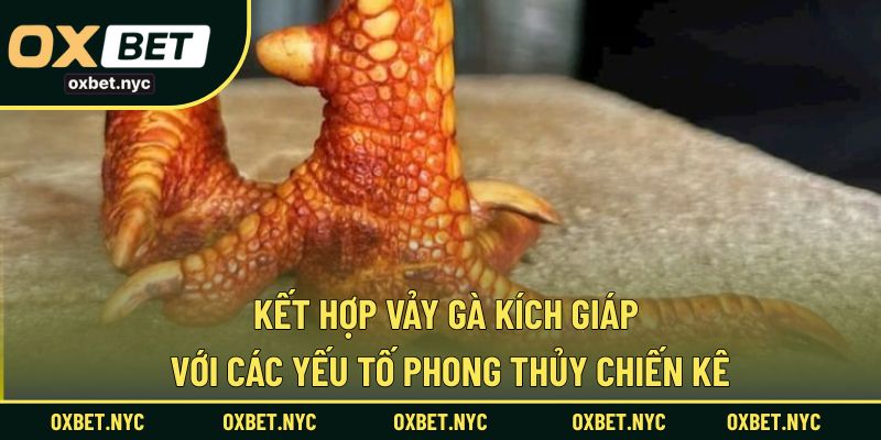 Yếu tố phong thủy ảnh hưởng như thế nào đến gà mang vảy kích giáp